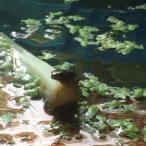 Photograph from The Hermitage Wildlife Garden archive