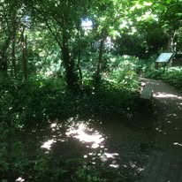 Pond habitat at The Hermitage
