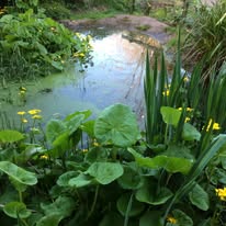 The garden pond