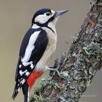 Bird photographed at The Hermitage